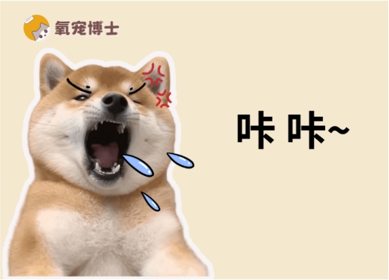 狗狗咳嗽吃什么药好？常见病因分析与针对性治疗方案