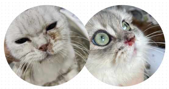 猫感冒多久能自愈?