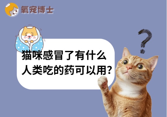 猫咪感冒不能用人药？正确治疗方法及护理指南