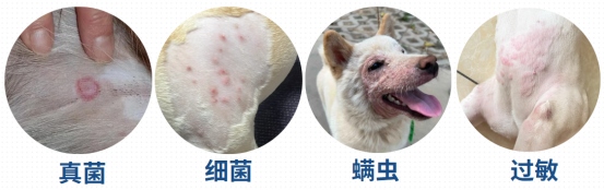 狗狗身上掉毛秃了一块怎么回事？