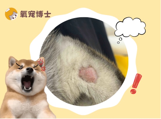 狗狗掉毛秃一块是什么原因如何治疗