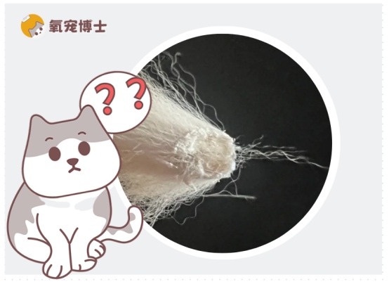 猫咪身上一块块掉毛怎么回事？