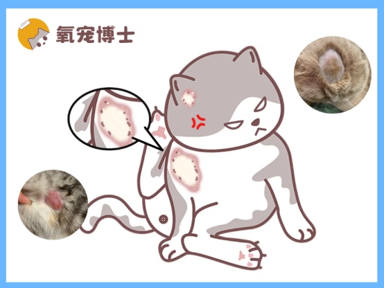 猫咪掉毛秃一块不是猫癣？五大病因及应对方法全解析