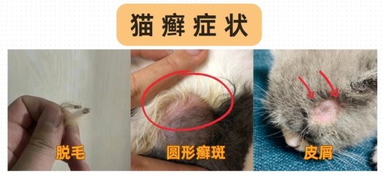 猫咪身上一块块掉毛