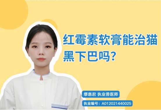 红霉素软膏能治猫黑下巴吗？