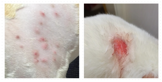 猫咪一块块地掉毛怎么回事？