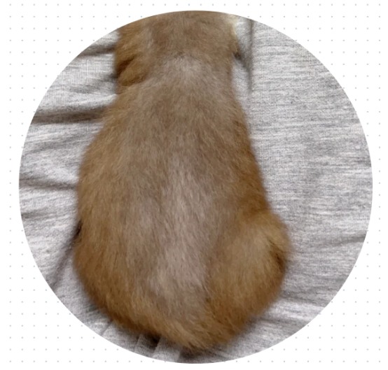 猫掉毛怎么回事？
