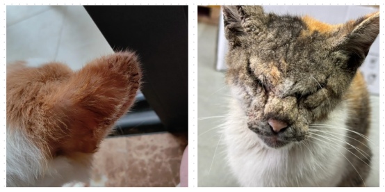 猫咪身上一块块掉毛怎么办？
