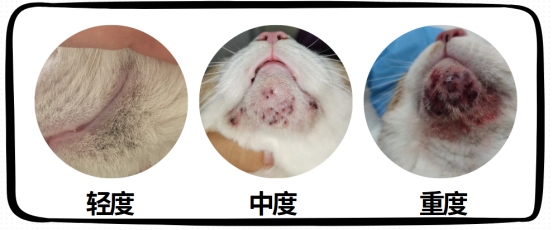 红霉素软膏治猫黑下巴