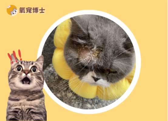 小猫掉毛秃一块有干癣怎么办？猫癣治疗全攻略