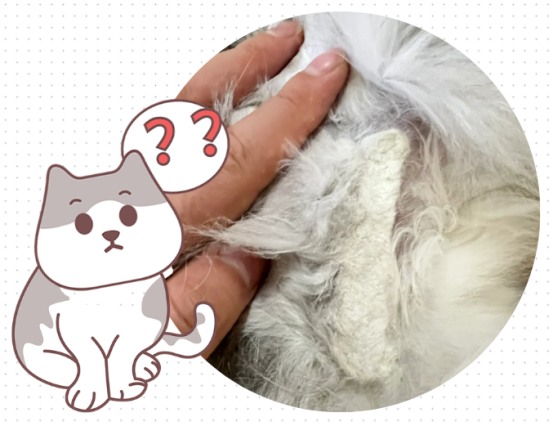 猫毛打结成块怎么办