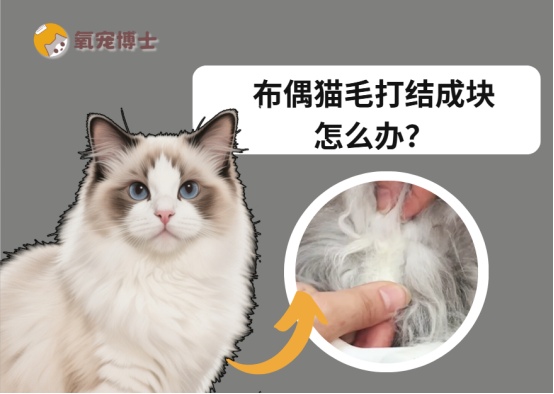布偶猫毛发打结怎么办？轻松解决毛结困扰