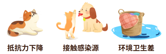 小猫掉毛秃了一块有干癣