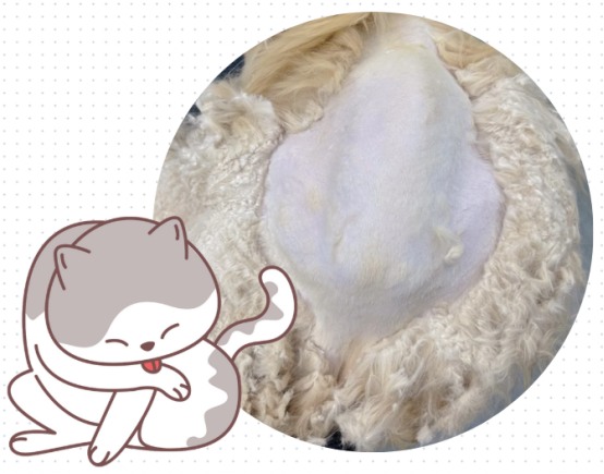 猫毛打结