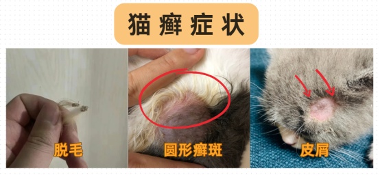猫癣症状