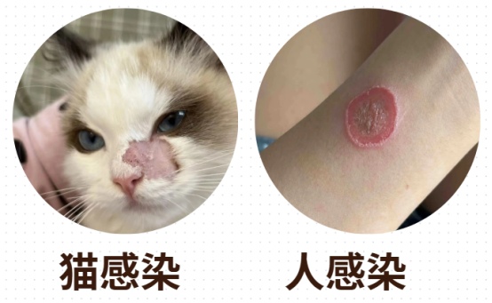 小猫掉毛秃了一块怎么办？