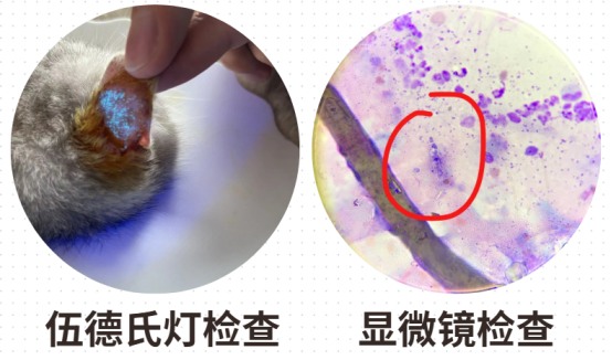 小猫掉毛