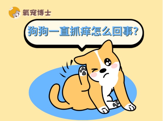 狗狗一直抓痒是什么原因？六大元凶及解决方法全解析