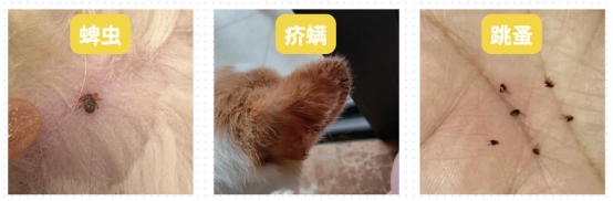 狗狗一直抓痒是什么原因?