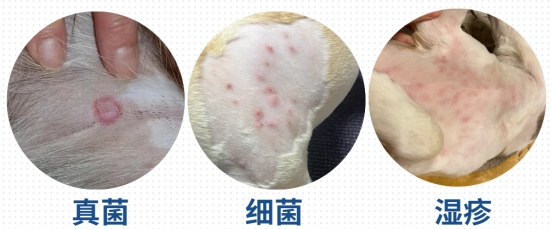 狗狗一直抓痒怎么办?