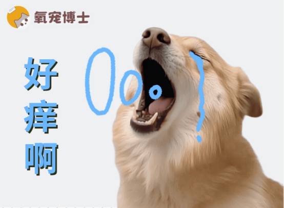 狗狗皮肤瘙痒怎么办