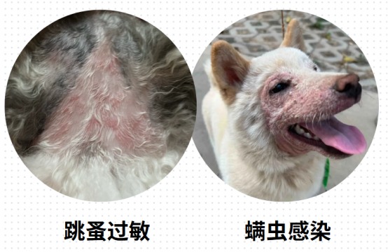 狗狗身上长红疙瘩怎么办?