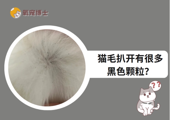 猫毛扒开黑色一粒一粒