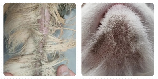猫毛扒开有很多黑色颗粒