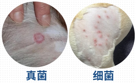 狗狗身上长红疙瘩是怎么回事?
