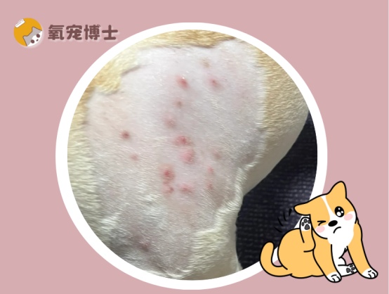 狗狗身上长红疙瘩(红点)怎么回事?