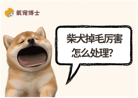 柴犬掉毛厉害怎么处理?