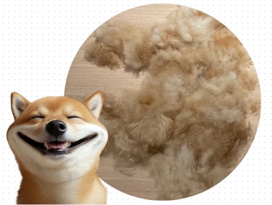 柴犬掉毛厉害吗?