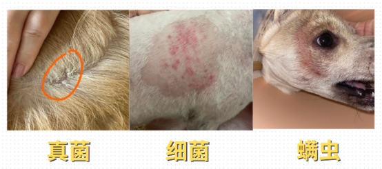 柴犬掉毛厉害怎么回事?