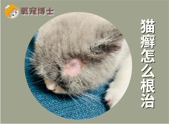 猫癣反复发作怎么办？根治猫癣的完整治疗方案