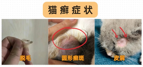 猫癣怎么彻底根治?
