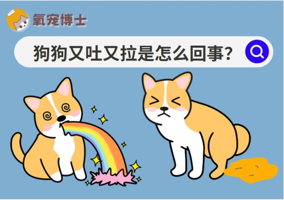 狗狗呕吐拉稀的常见原因及应急处理方法