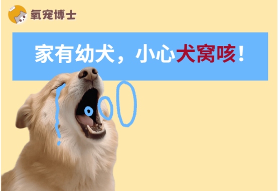 狗狗咳嗽是犬窝咳吗?