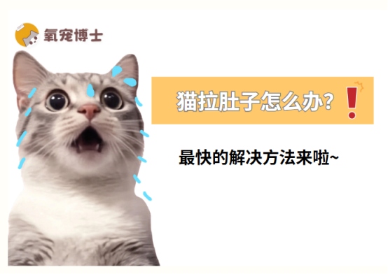 小猫拉肚子原因分析及快速止泻方法指南