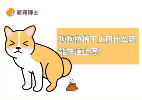 狗狗拉稀不止用什么药能快速止泻?