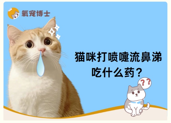猫咪打喷嚏流鼻涕怎么办？常见原因及安全用药指南