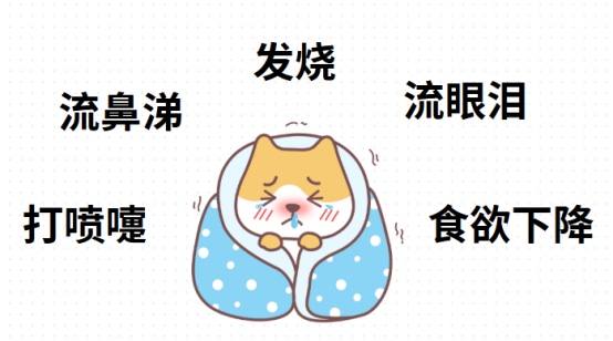 猫咪打喷嚏怎么办？