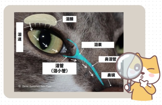 猫咪泪痕是怎么形成的?