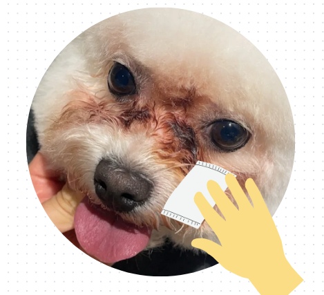狗狗泪痕用什么擦?