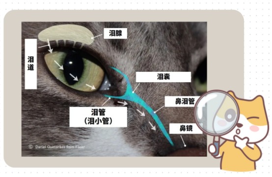 猫咪泪痕