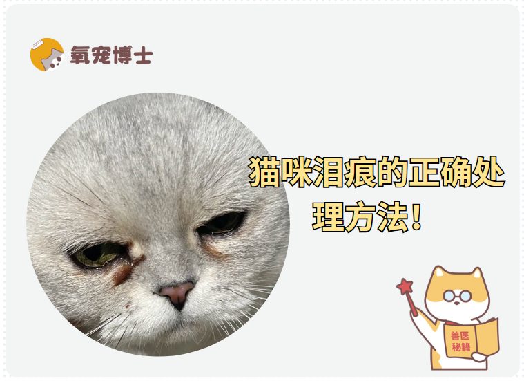猫咪泪痕的常见处理方法