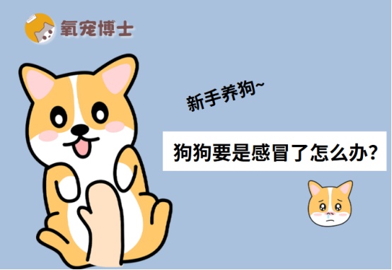 狗狗要是感冒了怎么办?