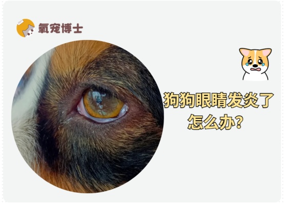 狗狗眼睛发炎原因及治疗方法，主人必看护眼指南
