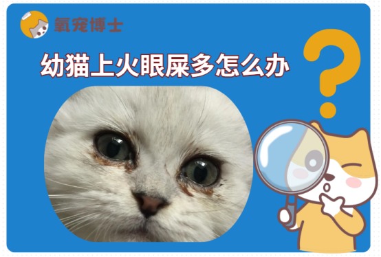 幼猫上火眼屎多怎么办?