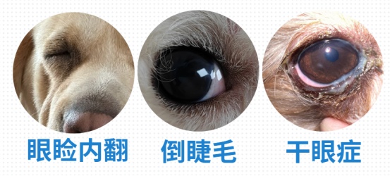 狗狗眼睛发炎用什么眼药水？