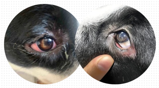 狗狗眼睛发炎了